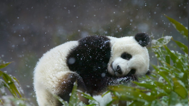 plant, animals in the wild, panda - animal, eating, nature, animal themes, one animal, animal wildlife, 720P, endangered species, snowing, snow, giant panda