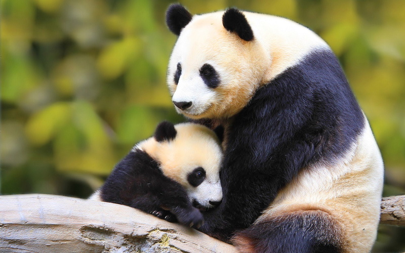 group of animals, bear, focus on foreground, animals in the wild, bamboo - plant, nature, forest, National, togetherness, vertebrate, Panda, no people