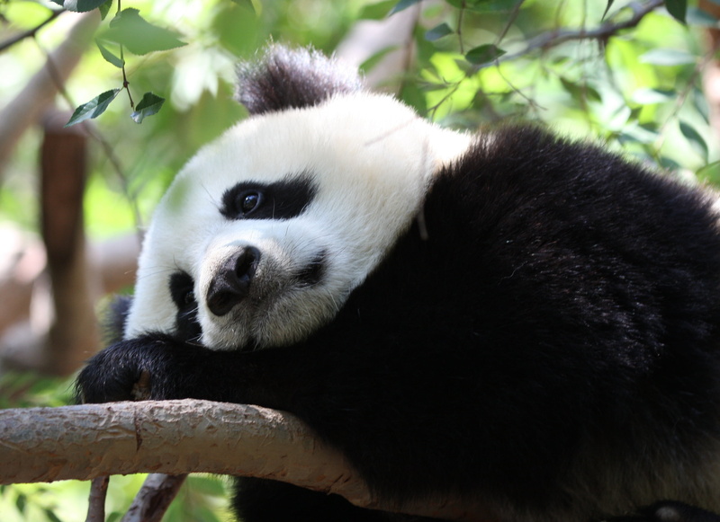 relaxation, spots, bamboo Shoot, animals In The Wild, panda - Animal, cute, bamboo - Plant, asia, zoo, focus on foreground, wildlife, one Animal, panda
