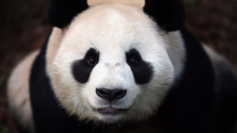 eating, looking at camera, fur, portrait, animal, animal themes, large, giant Panda, animal eye, asia, animals And Pets, muzzle, china - East Asia, no People