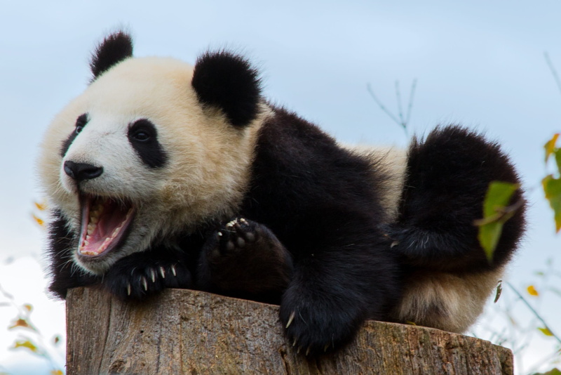 log, cute, herbivorous, bear, bamboo - plant, panda, brown, relaxation, zoo, day, endangered species, mouth open, animal head, animals in the wild, close-up