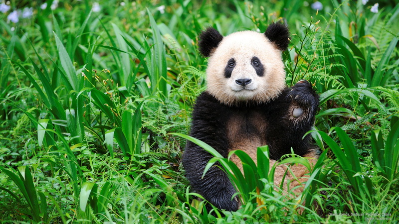 panda, Animals, giant, china, province, sichuan, 2K