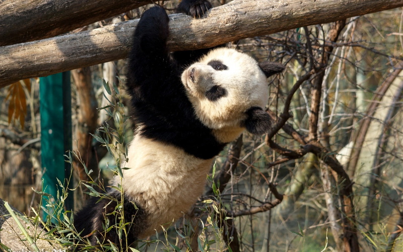 animal wildlife, forest, hang, living Organism, sichuan Province, zoology, day, plant, mammal, cute, nature, branch, one Animal, bamboo Shoot, giant Panda
