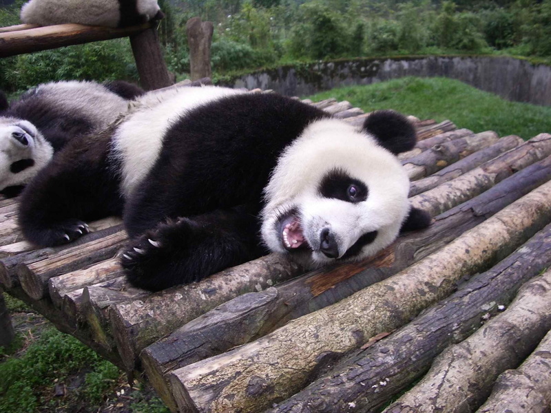 no people, panda, mammal, tree, giant Panda, china - East Asia, day, animals In The Wild, animal, vertebrate, resting, zoo, wood - material, fur, chengdu