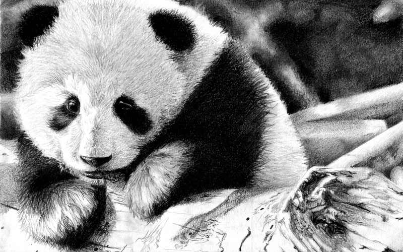 no People, portrait, zoology, africa, cute, face, bear, vertebrate, animals In The Wild, 2K, illustration, one Animal, close-up, tropical Rainforest, wild Animals