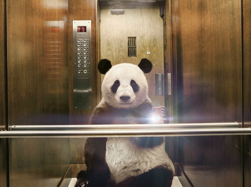mirror, reflection, panda - animal, no people, funny, silvio medeiros, indoors, animals in the wild, animal wildlife, looking at camera, fantasy, bear