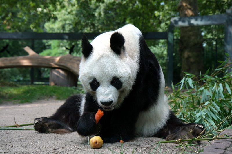 animal themes, animal wildlife, plant, focus on foreground, giant Panda, vertebrate, animal, black Color, chengdu, eating, black, outdoors, young Animal