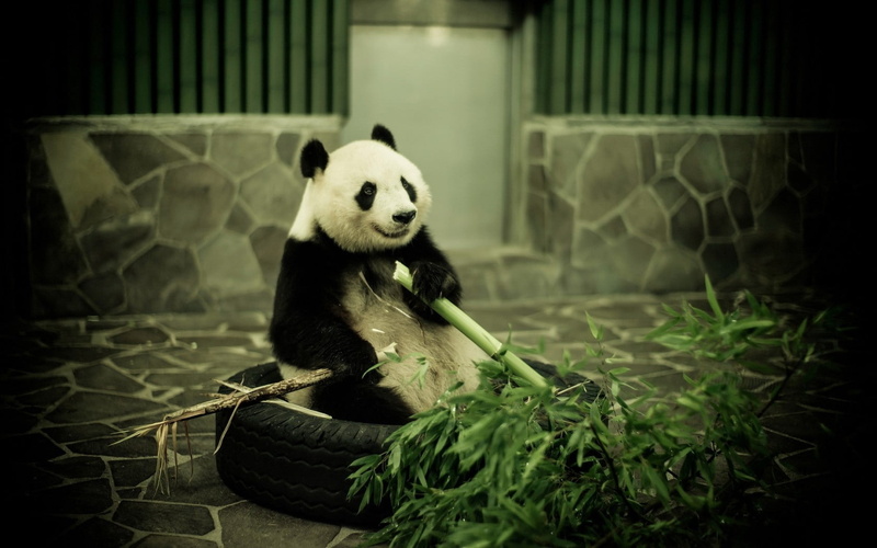 bamboo, white, green Color, bamboo - Plant, animal, wildlife, focus on foreground, chinese Culture, zoo, animal wildlife, fur, plant, bamboo Shoot, chengdu