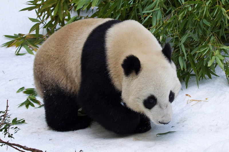 animal, leaf, panda  high resolution, endangered species, no people, nature, plant, herbivorous, animals in the wild, zoo, animal wildlife, outdoors, one animal