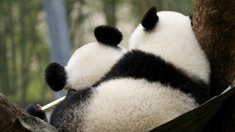 animal wildlife, mammal, herbivorous, group of animals, zoo, panda - animal, endangered species, plant, panda, bear, animals in the wild, 1080P