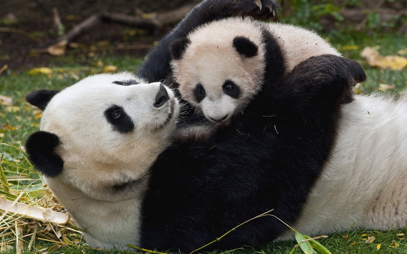 cute, herbivorous, relaxation, panda - animal, animal wildlife, nature, zoo, Panda, mammal, group of animals, vertebrate, no people, white color, two animals