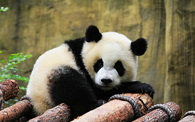 bear, animal themes, bamboo - plant, animals in the wild, no people, panda, animal, relaxation, hd, panda - animal, animal wildlife, one animal, chinese