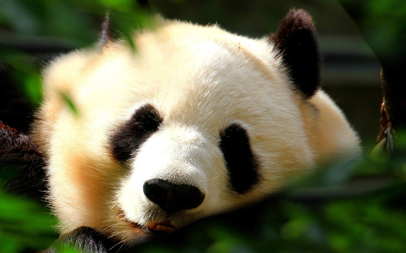 face, one Animal, animal head, sichuan Province, animal body part, outdoors, wildlife Reserve, asia, snout, bamboo - Plant, sweet, light, black, focus on foreground