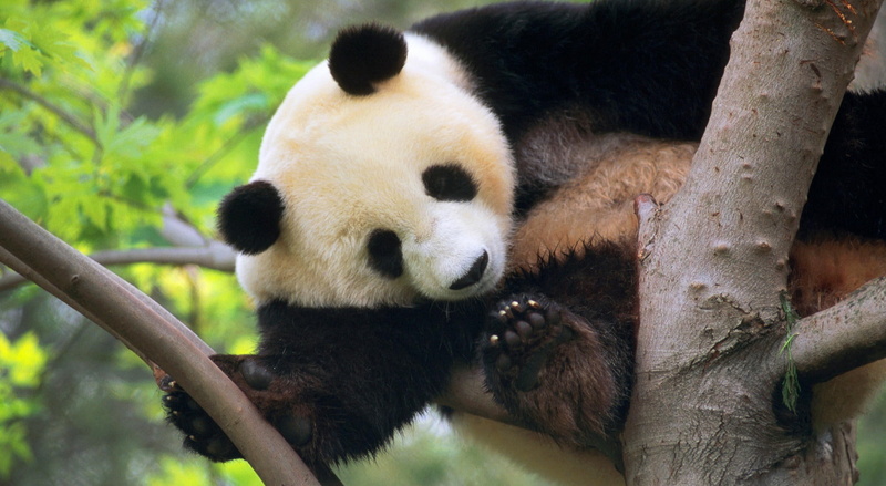 animal themes, mammal, Giant, one animal, 1080P, plant, relaxation, nature, Tree, herbivorous, Wild, animal wildlife, Animals, animal, endangered species