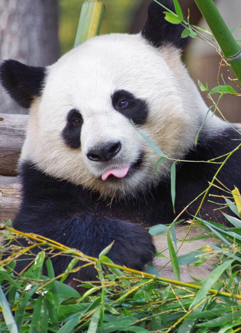 animal themes, zoology, vertebrate, bamboo, giant panda, animal, panda, no people, animals in the wild, endangered, nature, bear, herbivorous, 2K, day