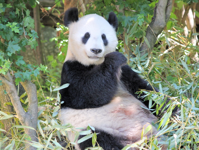 the giant panda, eating, mammal, sitting, 4K, zoo, no people, animal themes, one animal, plant, leaf, giant panda, feeding, bamboo - plant, animal wildlife