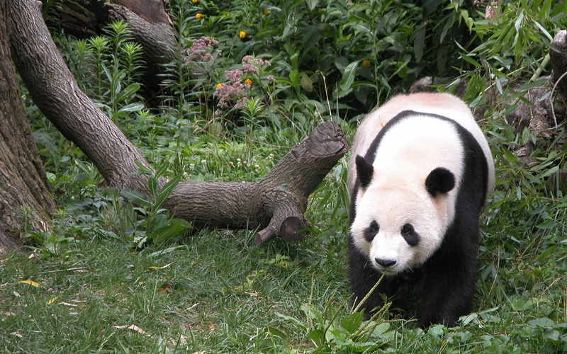 grass, chengdu, living Organism, sichuan Province, nature, herbivorous, large, black Color, day, vertebrate, eating, panda, panda - Animal, cute, asia