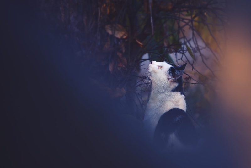 domestic, one animal, adorable, 4K, giant panda, pet, canine, cat, bear, vertebrate, animal, nature, feline, bare, selective focus, eskimo dog, outdoors
