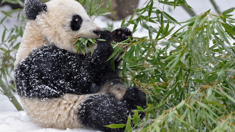 outdoors, giant panda, plant, 2K, animal, animal wildlife, mammal, bear, animals in the wild, nature, eating, snow, feeding, day, animals, vertebrate