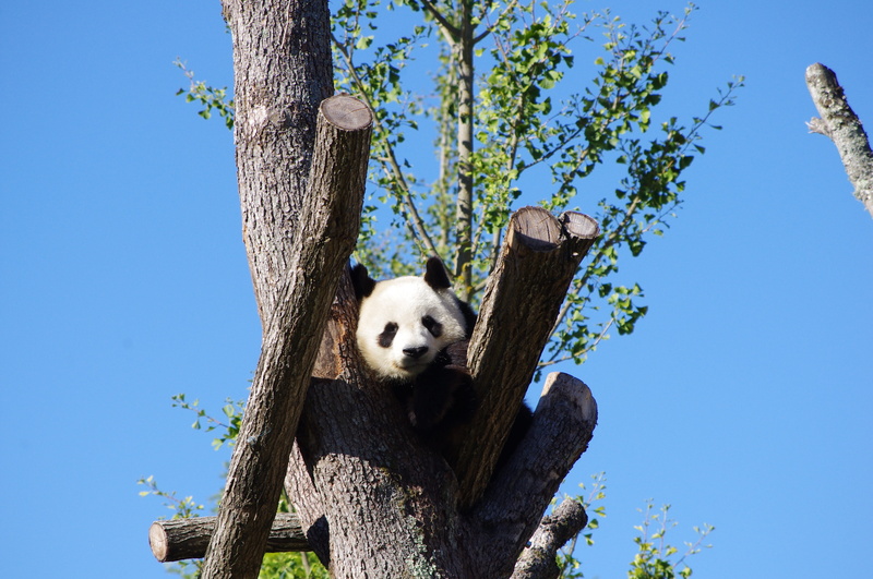 panda - animal, clear, outdoors, zoo, 4K, no people, animal, nature, bear, sky, day, vertebrate, branch, tree trunk, giant panda, daytime, tree, plant