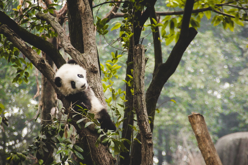 5K, panda, giant panda, forest, wooden, vertebrate, fluffy, no people, black and white, park, animal wildlife, branch, gray, panda - animal, tree trunk