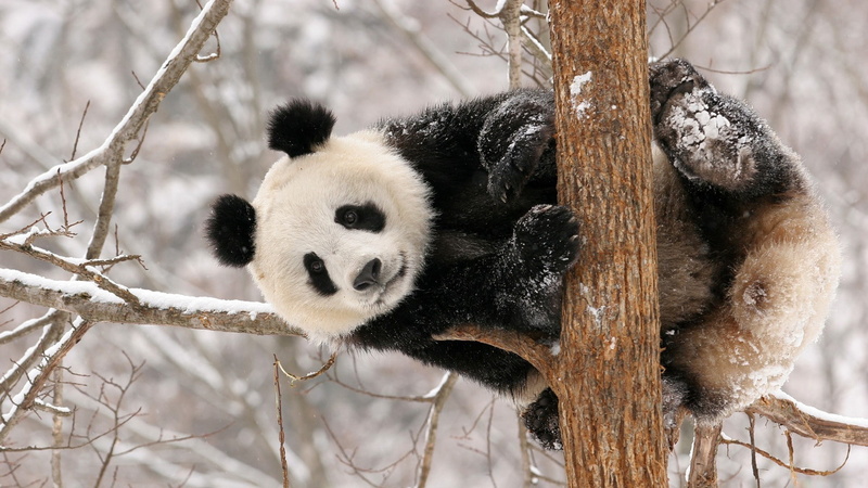 1080P, panda