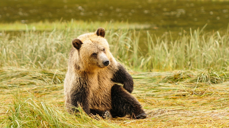 brown, no people, day, animal themes, 2K, animal, grizzly bear, nature, bear, vertebrate, portrait, mammal, outdoors, one animal, animals in the wild