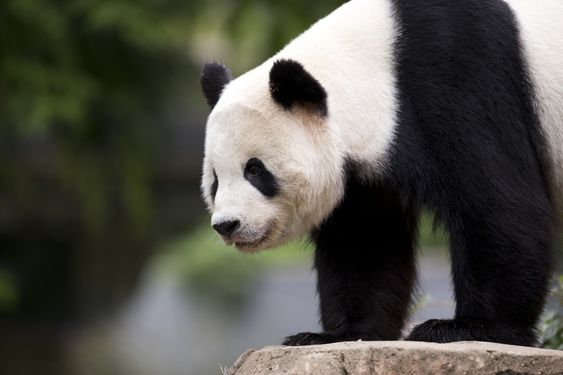6k, panda, cute animals, 5K