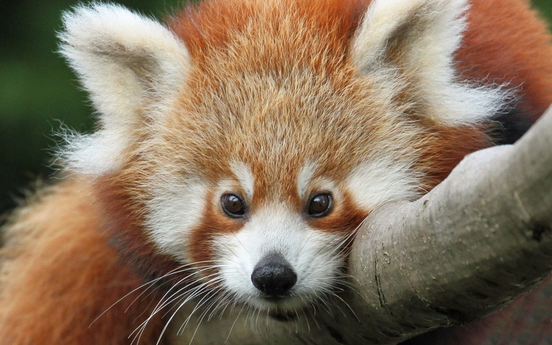 720P, cute, panda, red