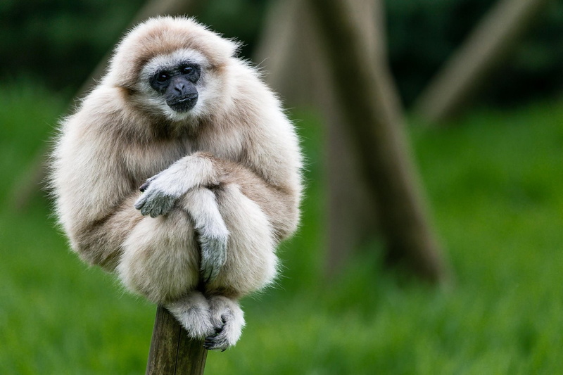 Monkeys, Gibbon, Monkey, Primate, 1080P