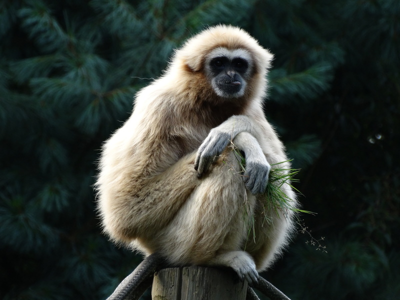 gibbon, one animal, lar gibbon, animals in the wild, no people, looking away, vertebrate, tree, sitting, primate, food, looking, animal wildlife, day, care
