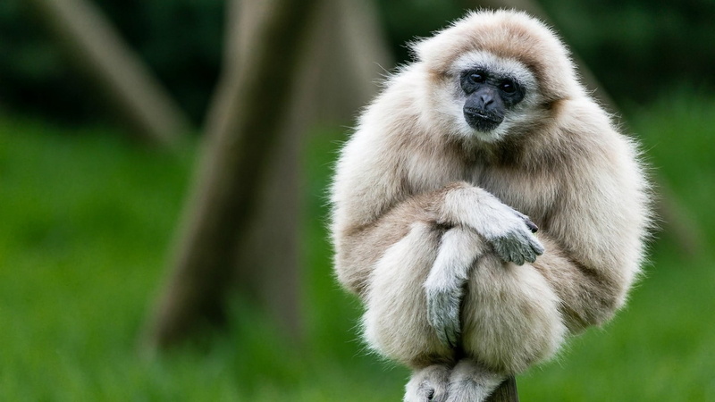 mammal, portrait, vertebrate, 1080P, hair, outdoors, sitting, primate, Apes, nature, one animal, ape, focus on foreground, people, rainforest, animal hair