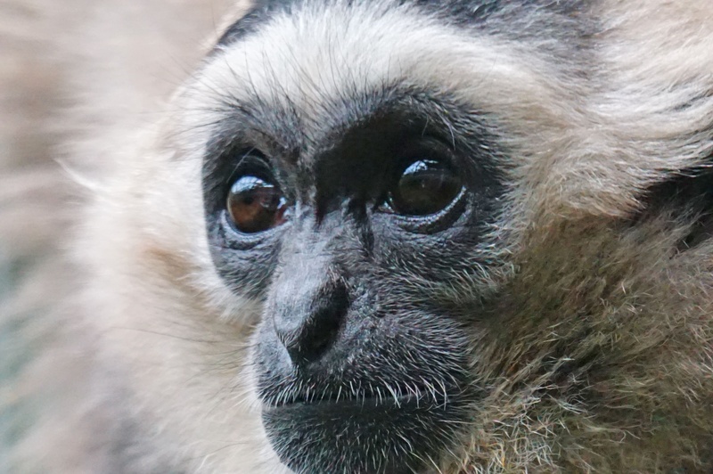 animal wildlife, animal themes, looking at camera, monkey, ape, gibbon, affenartig, looking, 2K, outdoors, nature, animal body part, one animal, no people