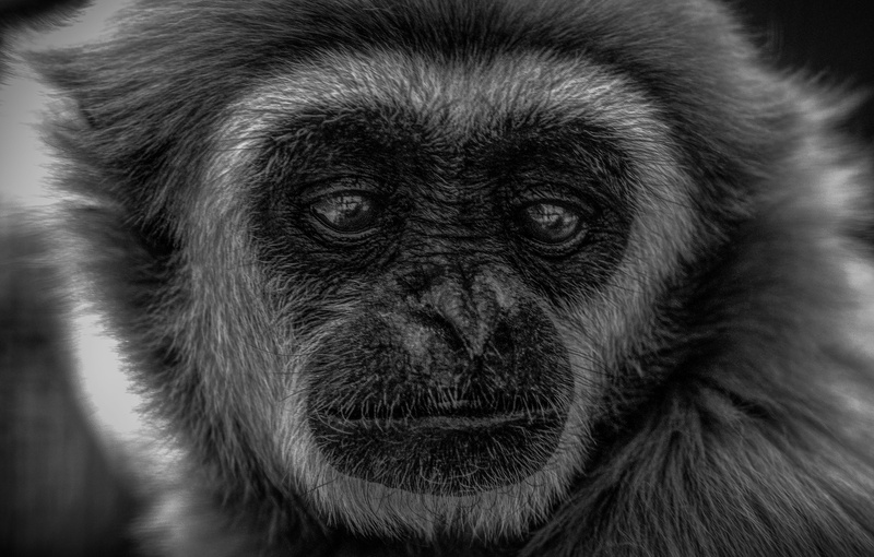 4K, no people, primate, endangered, animal nose, closeup, endangered species, hair, gray, looking at camera, wildlife, gibbon, animal body part, ape, portrait
