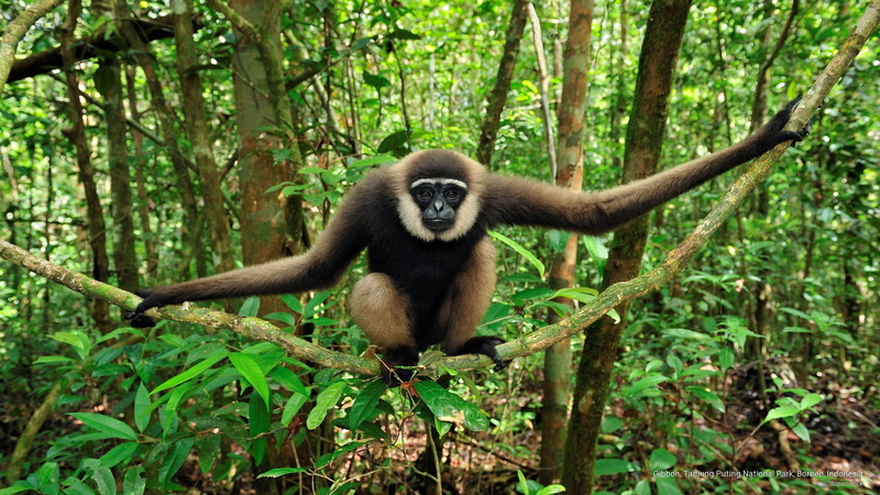 tanjung, Animals, puting, national, 2K, borneo, indonesia, gibbon, park