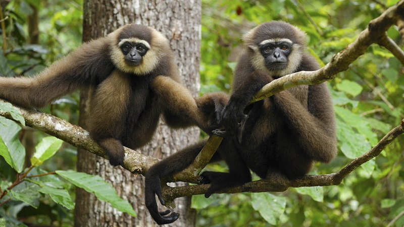 nature, animal, National, animal wildlife, plant part, young animal, sitting, monkey, primate, group of animals, animal themes, mammal, no people, animal family