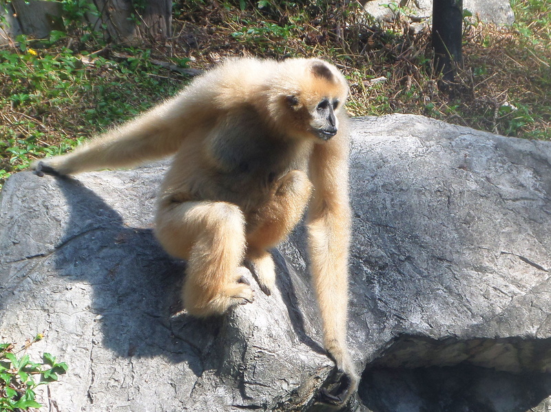 white, nature, sunlight, handed, hylobates, southeast asia, gibbon, vertebrate, hylobates lar, sitting, one animal, animals in the wild, animal wildlife