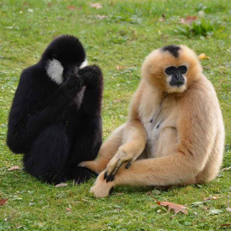 animal, primate, two animals, land, people, full length, group of animals, care, togetherness, animal wildlife, plant, nature, gibbon, day, animals in the wild