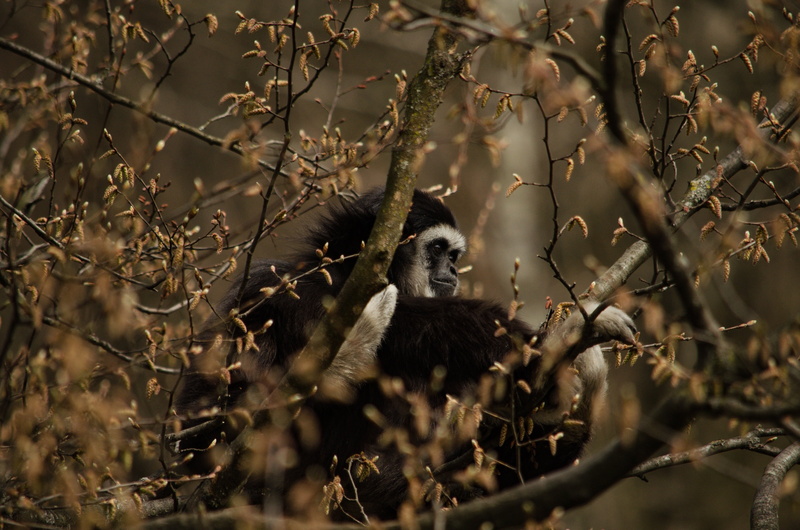 wildlife, plant, day, tree, 2K, young animal, vertebrate, animal themes, monkey, animals In The Wild, one animal, animal, outdoors, mammal, animal wildlife