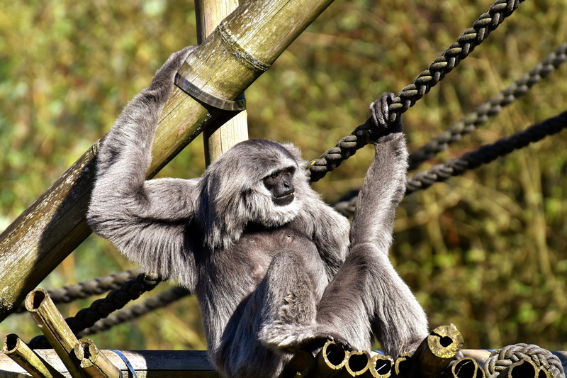 munich, primate, javan gibbon, silver, vertebrate, wildlife photography, focus on foreground, monkey, zoo, wildlife, rope, nature, ape, tierpark hellabrunn
