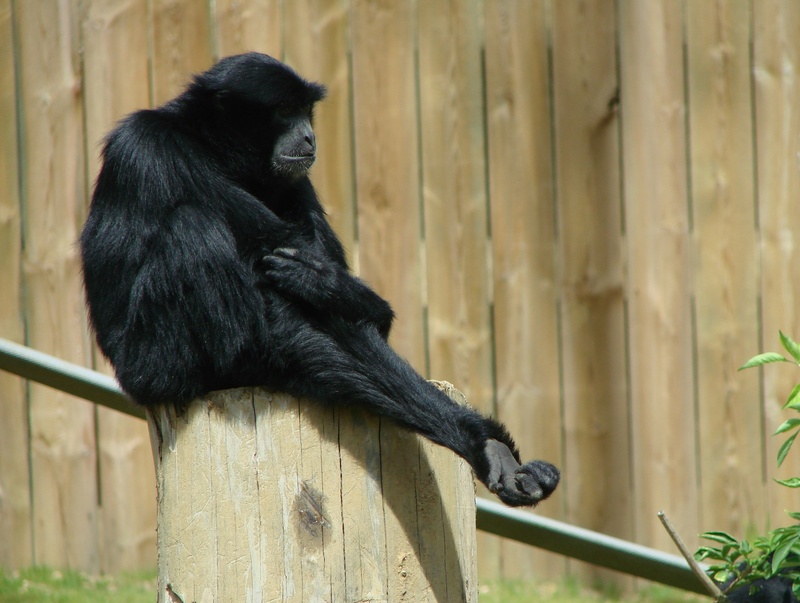 primate, vertebrate, mammal, focus on foreground, zoo, outdoors, nature, no people, gibbon, sitting, one animal, wood - material, chimpanzee, animal wildlife