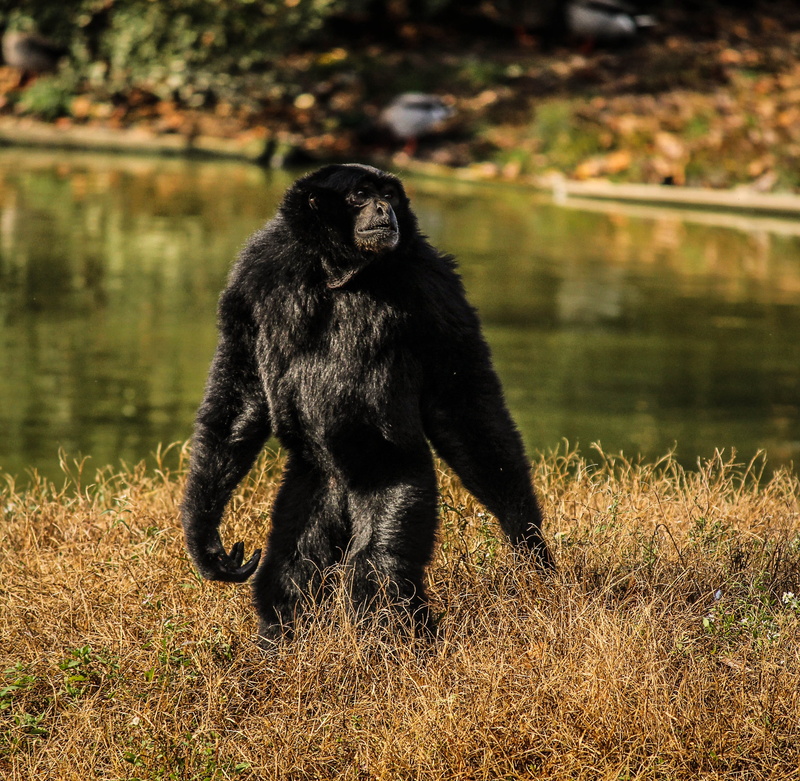 monkey, wilderness, standing, brown, animal wildlife, plant, 2K, grasses, land, animals in the wild, water, sainany gibbon, Gibbon, one animal, wildlife