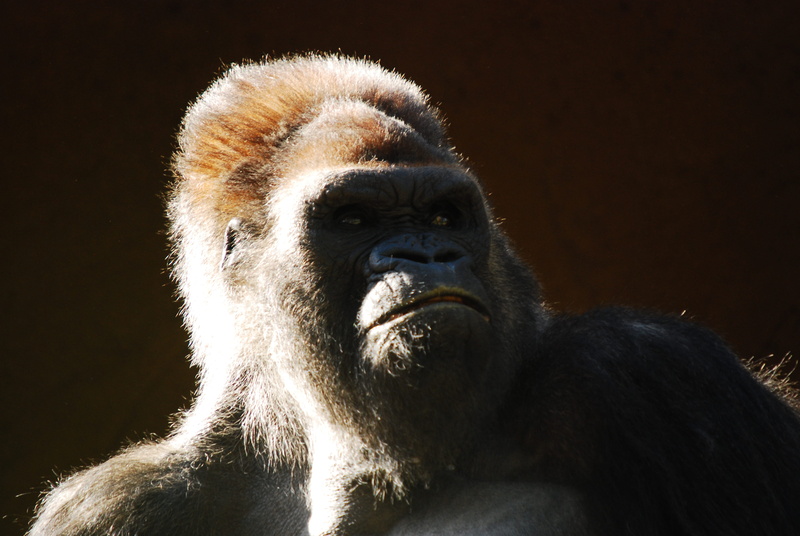 animals in the wild, animal, close-up, 4K, contemplation, ape, portrait, vertebrate, animal body part, animal hair, animal wildlife, grumpy, one animal