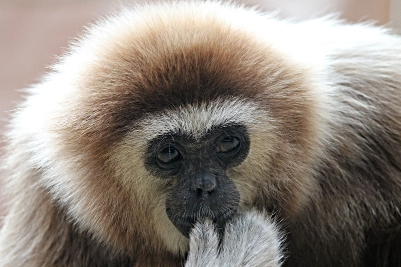 no people, ape, 4K, animal eye, white-handed gibbon, wildlife, animals in the wild, zoo, one animal, focus on foreground, animal, close-up, mammal, gibbon