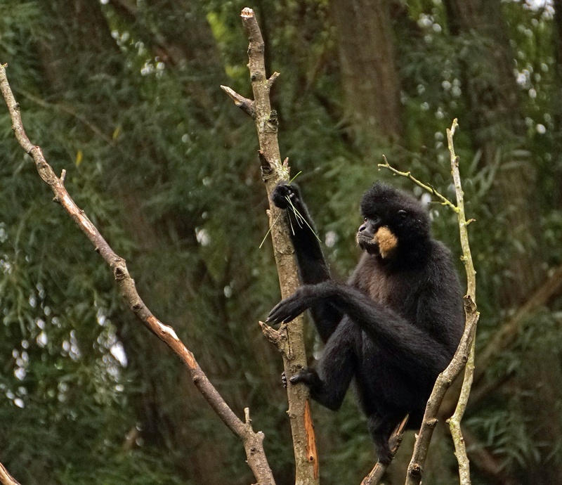 wildlife, monkey, nature, vertebrate, animal, no people, animal themes, primate, 2K, branch, mammal, ape, zoo, yellow cheek gibbon, low angle view, plant