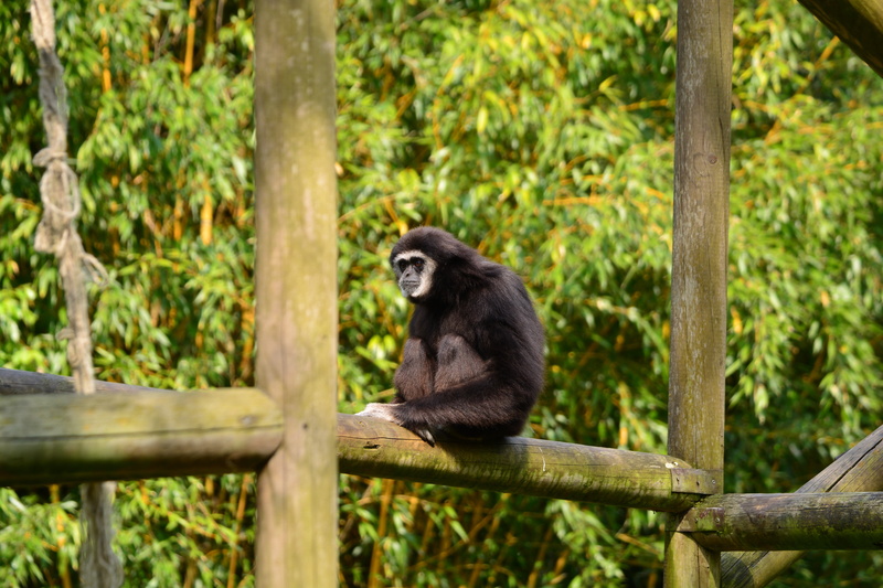 forest, no people, day, nature, gibbons, tree, sitting, 5K, intelligent, ape, outdoors, plant, mammal, land, bamboo - plant, vertebrate, wood - material