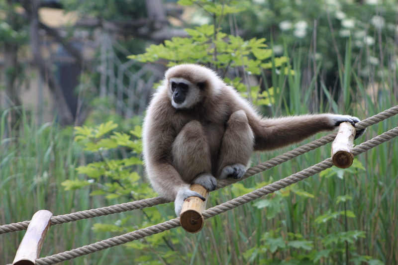 mammals, Zoo, plant, monkey, one animal, gibbon, Fauna, vertebrate, primate, rope, day, focus on foreground, mammal, nature, ape, Monkey, no people, animal themes