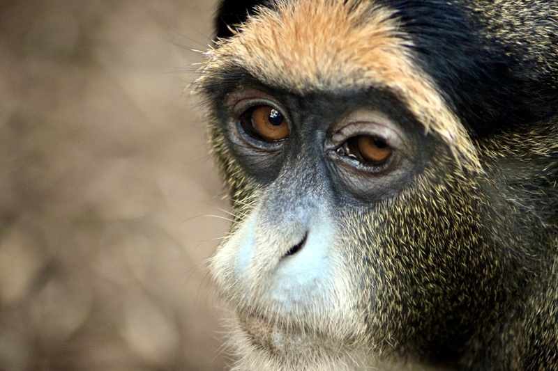 monkey, zooaufnahme, ape, animals in the wild, mammal, animal themes, vertebrate, no people, one animal, primate, outdoors, animal eye, animal head, day