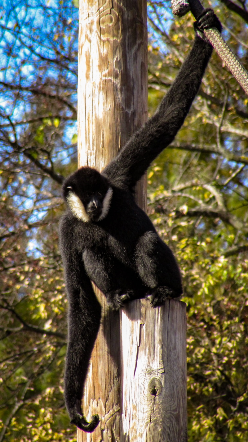 plant, animal wildlife, branch, zoo, monkey, animal themes, focus on foreground, memphis, no people, tree, tn, animal, mammal, nature, animals in the wild