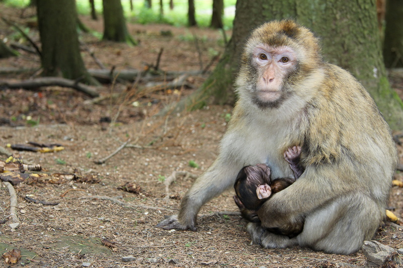 land, primate, young animal, Nature, mother, outdoors, rest, cheeky, aesthetic, animal themes, baby, animal wildlife, sitting, day, animal world, sit, care